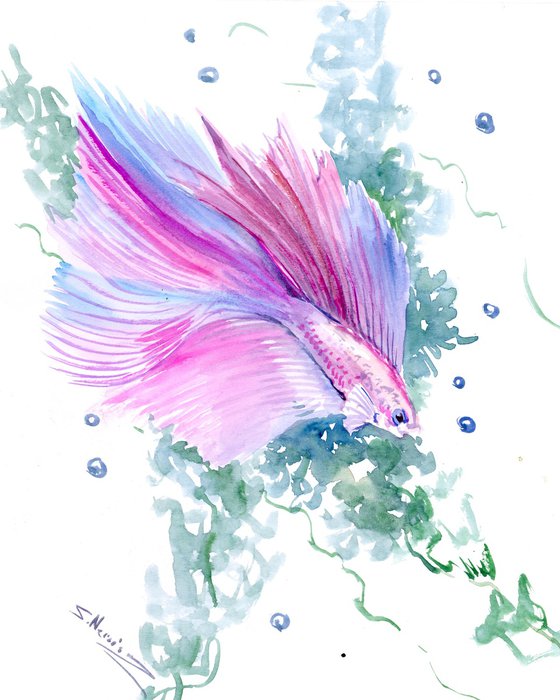 Betta Fish