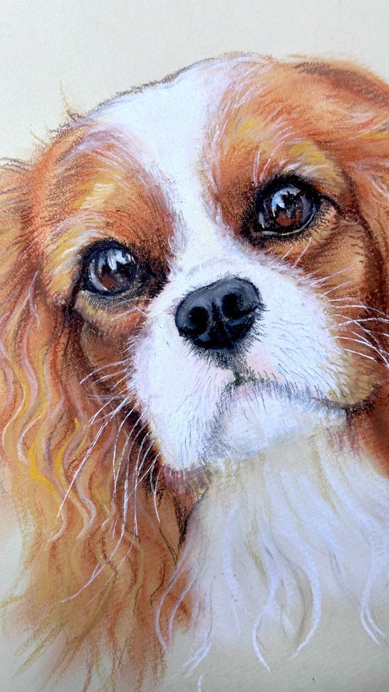 Gentle Cavalier King Charles Spaniel Portrait