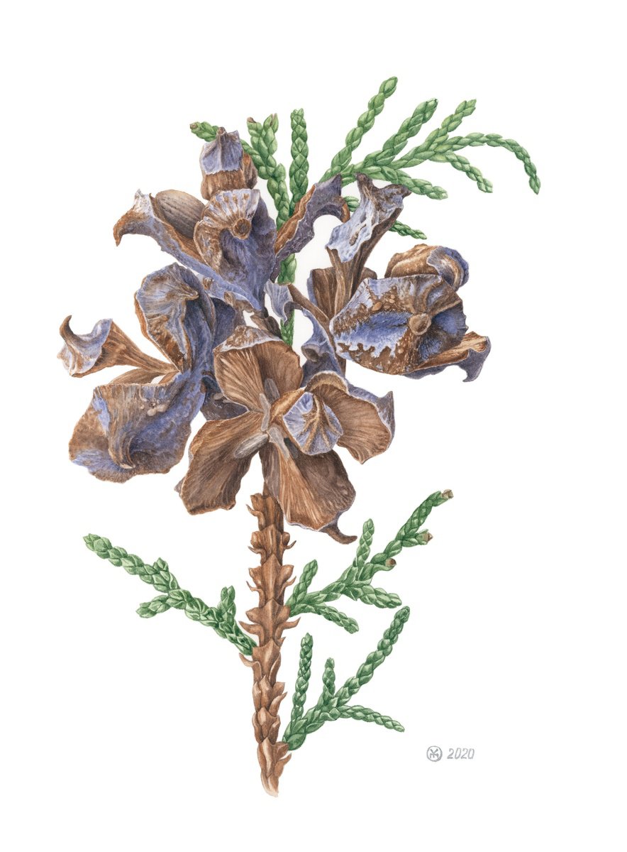 Photorealistic Botanical Watercolour By Yuliia Moiseieva, 11 X 15", Blue Cones Of Thuja, Original Artwork