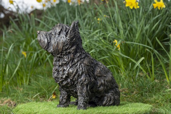 West Highland Terrier BR