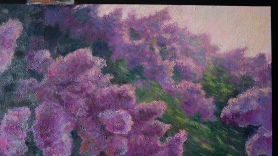 Lilacs Fading Into Light