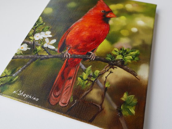 Red Cardinal with Spring Blossoms