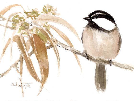 Mountain Chickadee