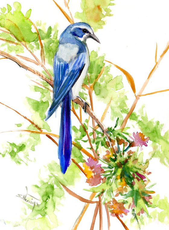 Florida Scrub Jay