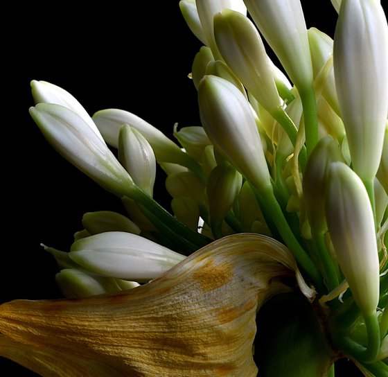 White Agapanthus