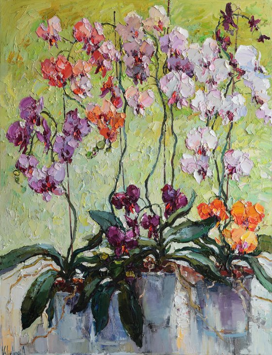 Colorful Orchids