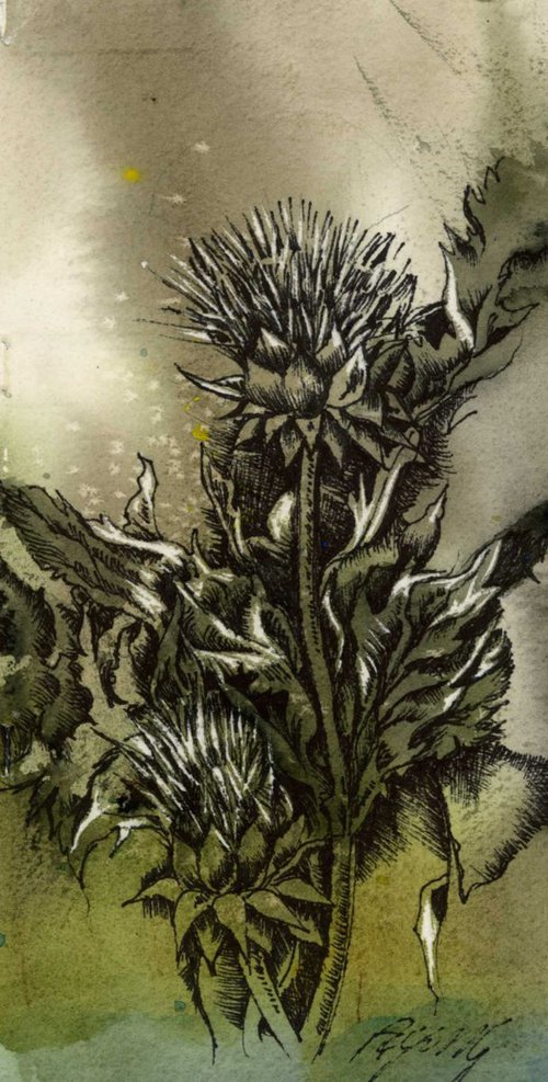 Thistle drawing by Alfred  Ng