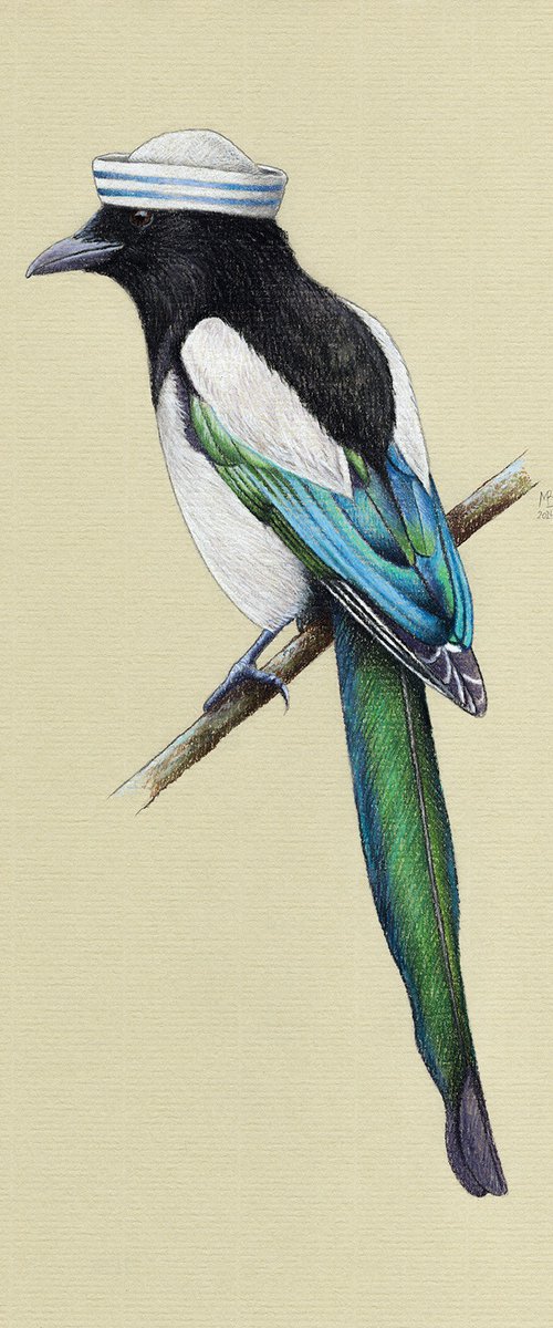 Eurasian magpie by Mikhail Vedernikov