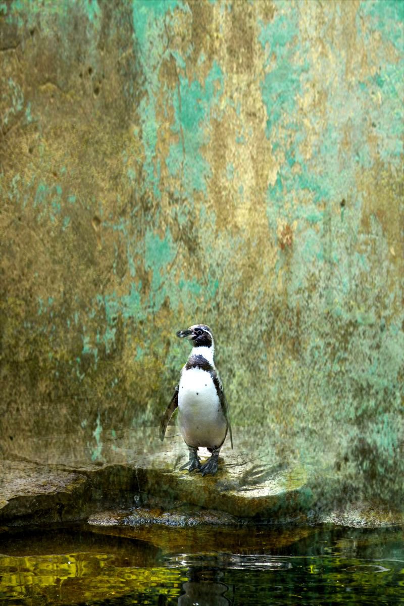 Impressionistic Photograph , Penguin By Chiara Vignudelli, 13 X 19, Artwork For Sale On Artfinder