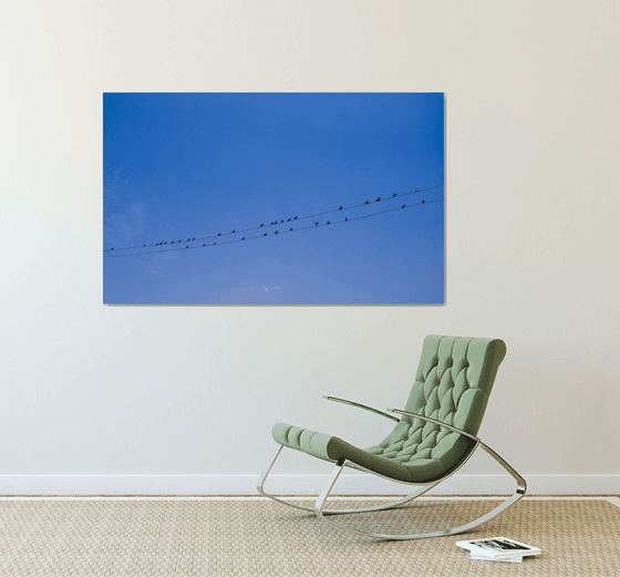 Birds on wire