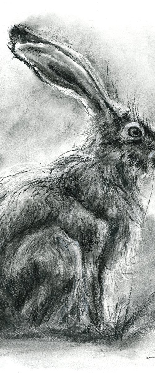 The Rabbit - Charcoal drawing by Olga Tchefranov (Shefranov)