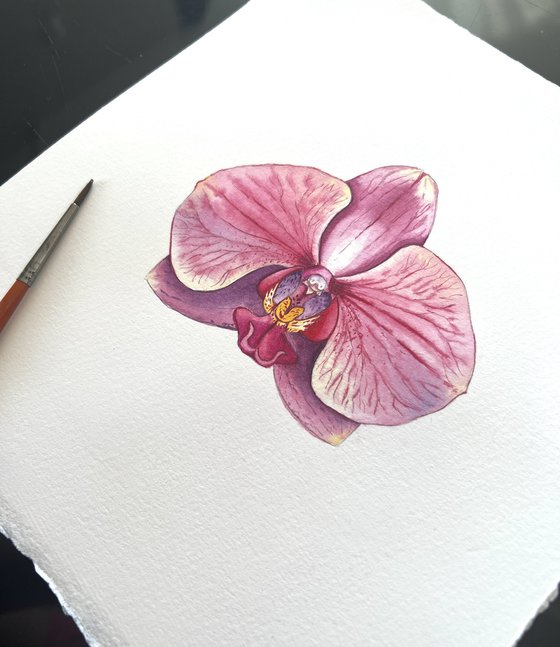 Phaleonopsis orchid. A series of original watercolour artwork.