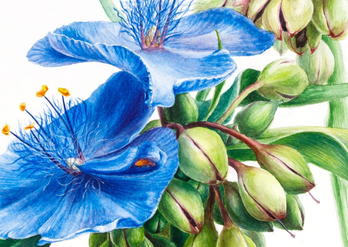 Photorealistic Botanical Watercolour By Lida Duchnewitsch, 22 X 17", Tradescantia, Original Artwork