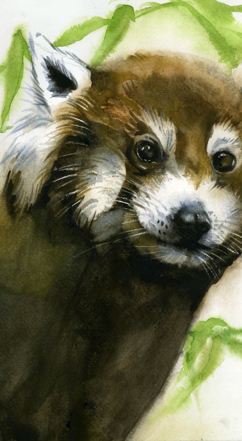 red panda watercolor by Alfred  Ng