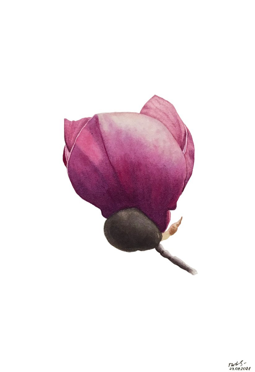 Illustrative Botanical Watercolour By Tetiana Kovalova, 7 X 10", Wonderful Pink Magnolia Bud, Original Artwork