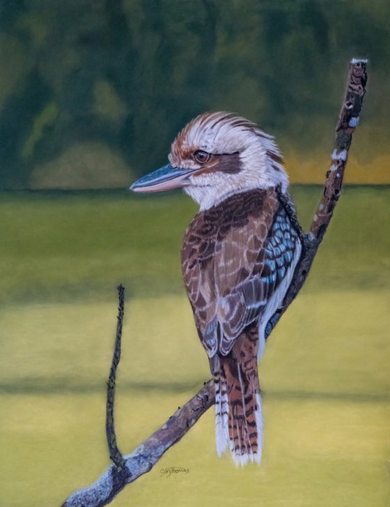 Kooka (framed)