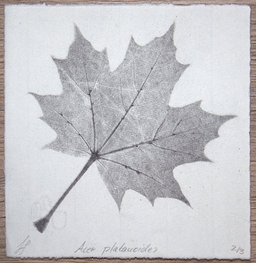 Acer platanoides II (Norway maple) – Charcoal-print by Laura Stötefeld