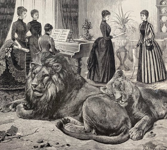 Lions love piano music