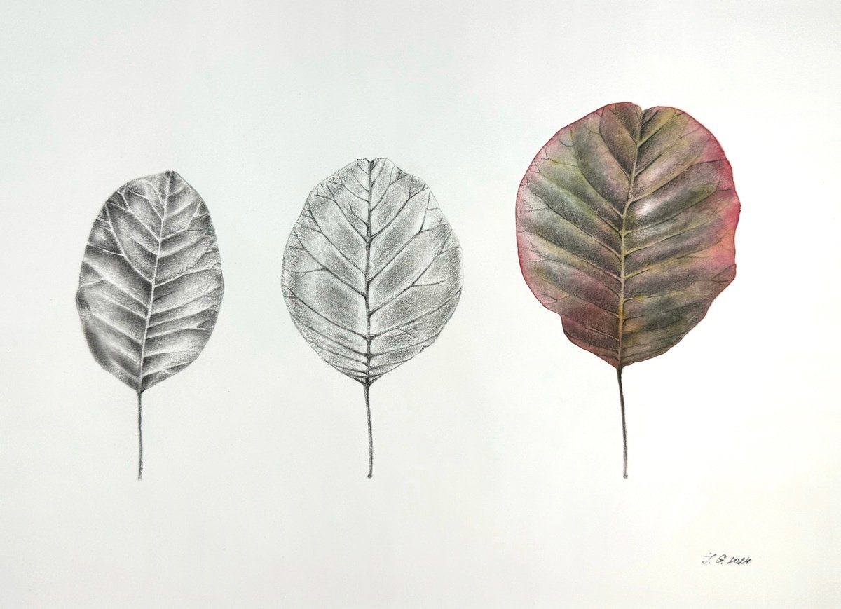 Photorealistic Botanical Watercolour By Julia Gorislavska, 12 X 8", Changes, Original Artwork