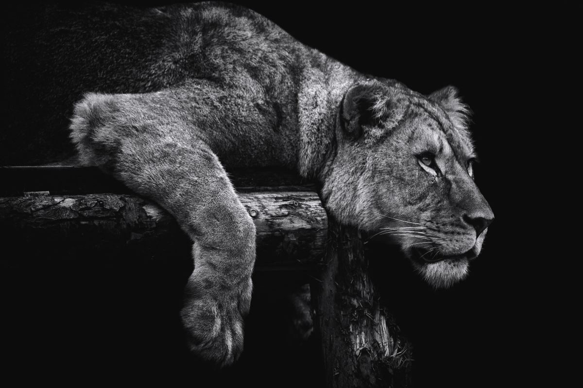 Photorealistic Photograph , Lying Lioness By Paul Nash, 24 X 16, Artwork For Sale On Artfinder