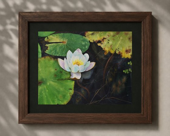 White Lily on Dark Pond