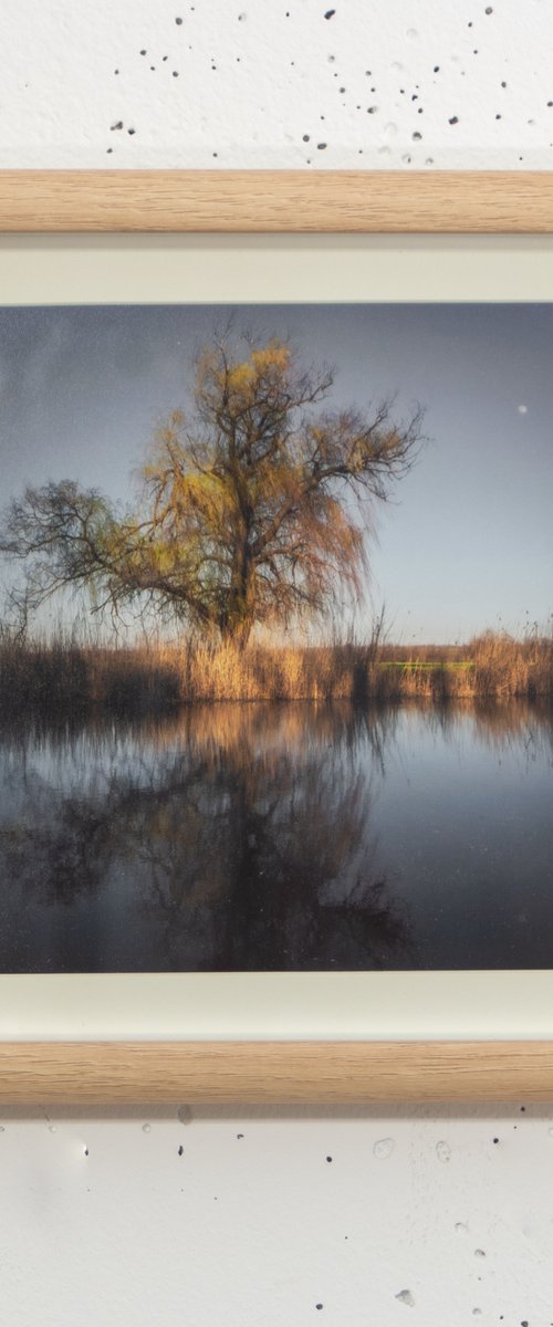 Weeping willow (framed) by Vlad Durniev