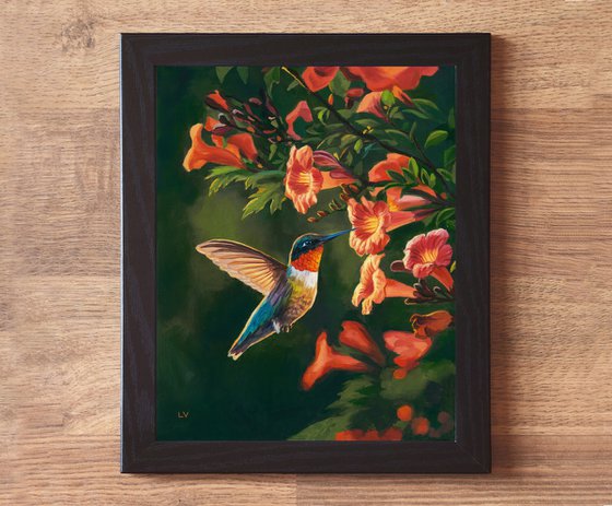Hummingbird with trumpet vine