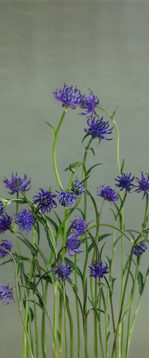 Violet Murmur by Anna List