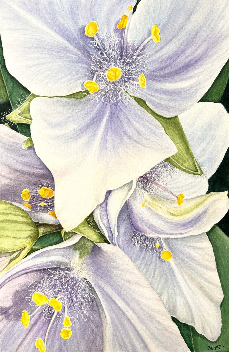 Illustrative Botanical Watercolour By Tetiana Kovalova, 6 X 9", Tradescantia Ohiensis, Original Artwork