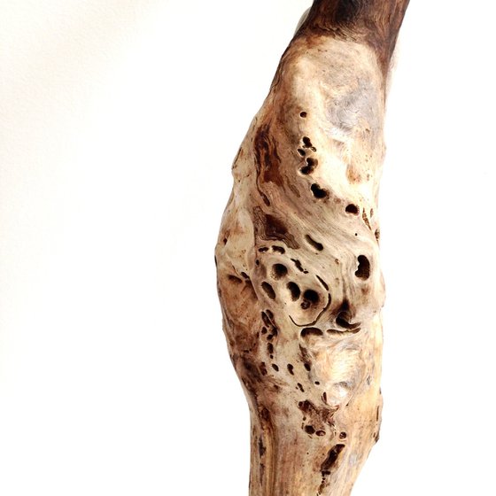 NEPENTHÈS, Ostréïdes series