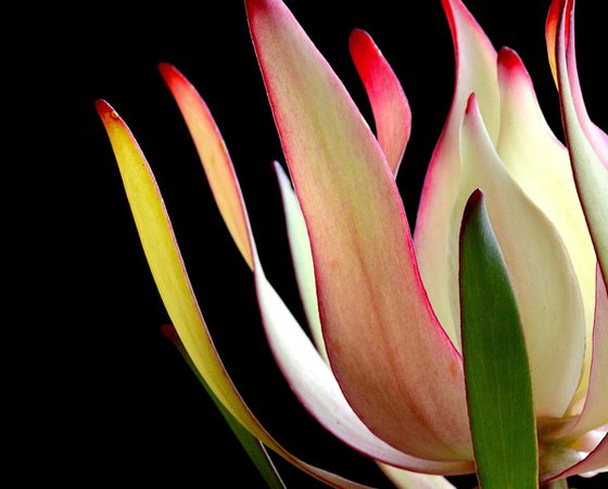 Leucadendron Maui Sunset