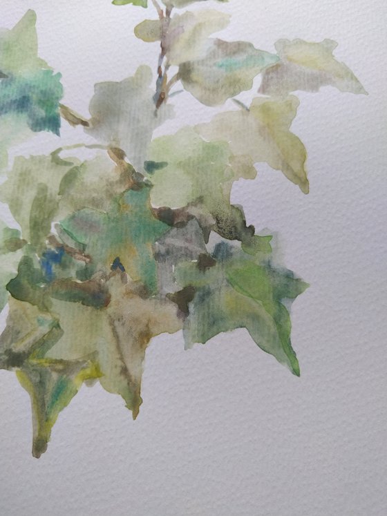 Garden ivy. Original watercolour painting. 2020
