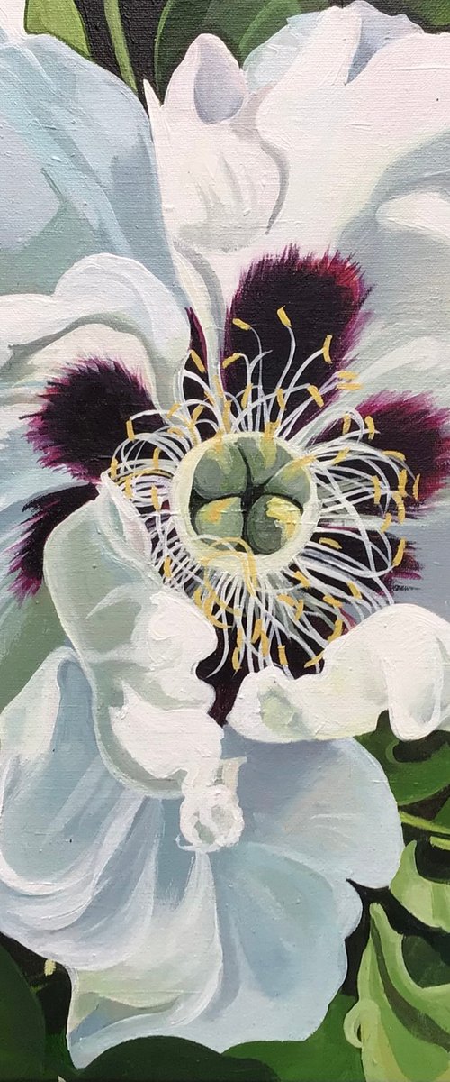 peony  rose by Joseph Lynch