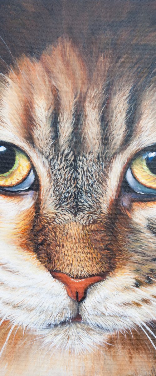 Cat in the dark by Norma Beatriz Zaro