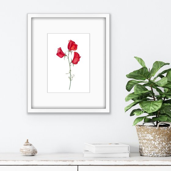 Red sweet peas. Original watercolor artwork.