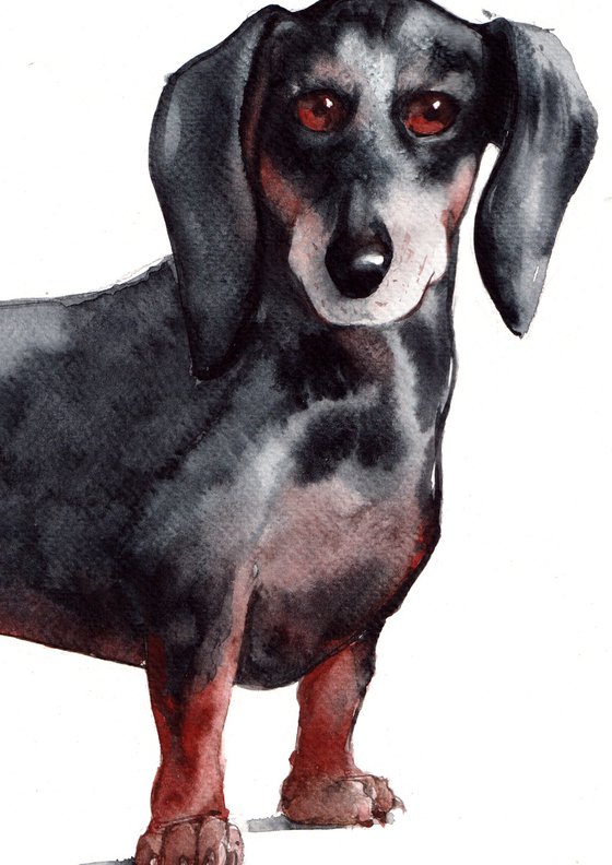 Dachshund (Sausage Dog)