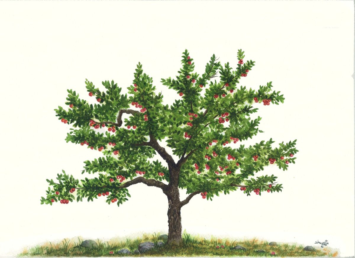 Photorealistic Botanical Watercolour By Shweta Mahajan, 12 X 9", Apple Tree, Original Artwork