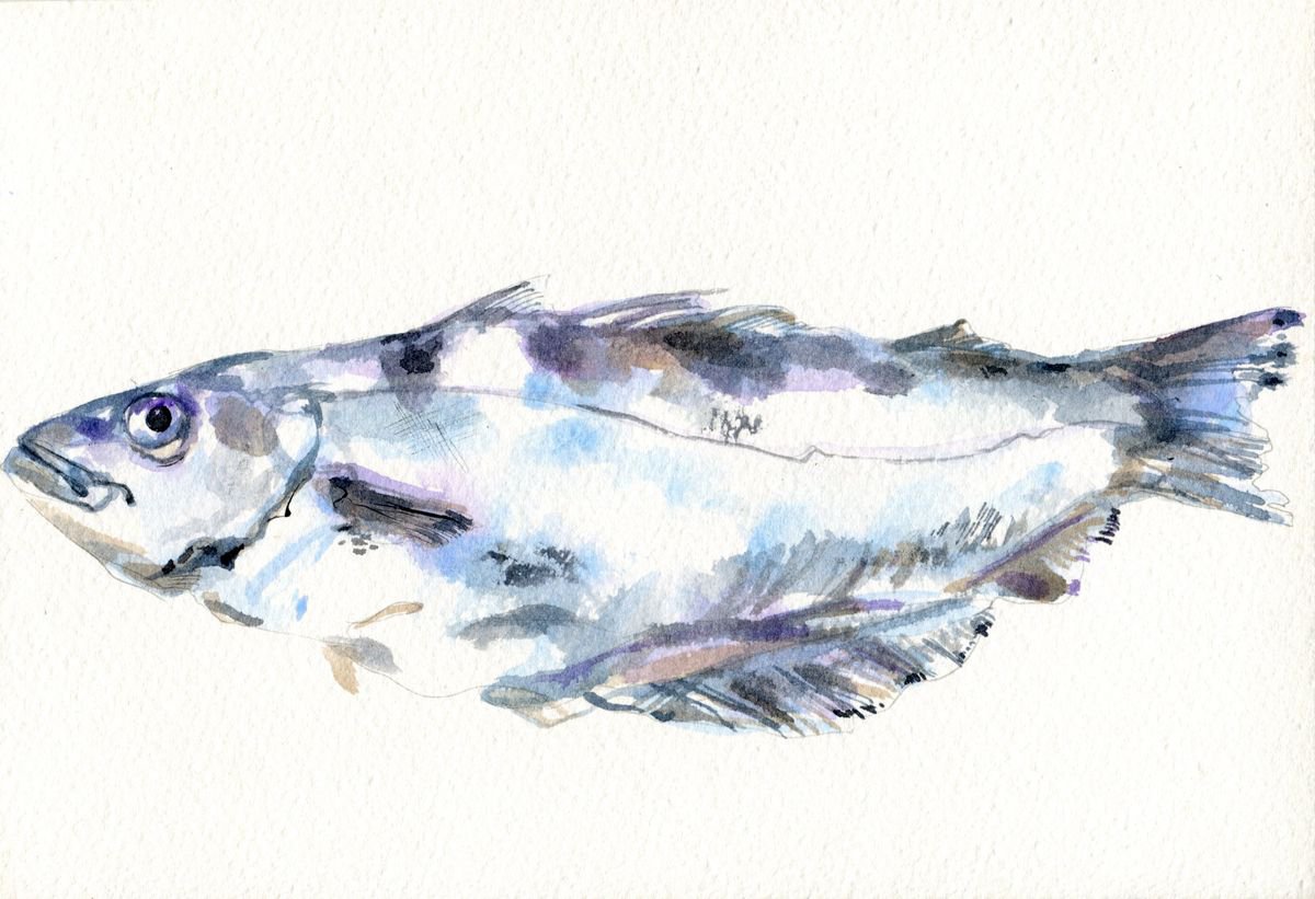 Pollock fish by Hannah Clark