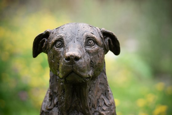 Sitting Crossbreed Dog BR