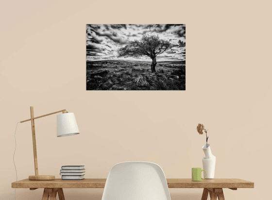 Beautiful Dartmoor Hawthorne