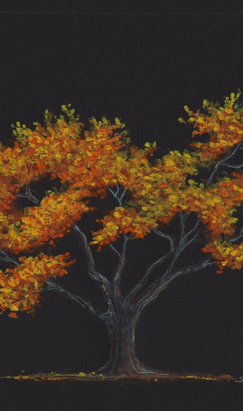 Flame tree by Shweta  Mahajan