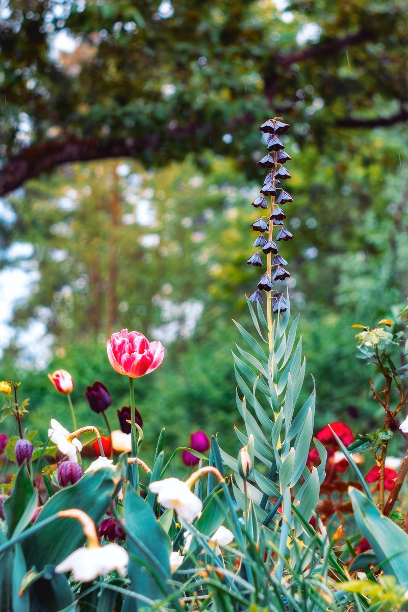 Expressive Botanical Photograph By Inna Etuvgi, 17 X 25, The Very Peak Of Spring, Original Artwork