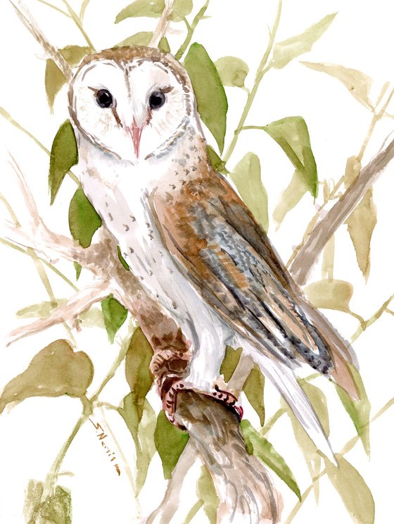 Barn Owl