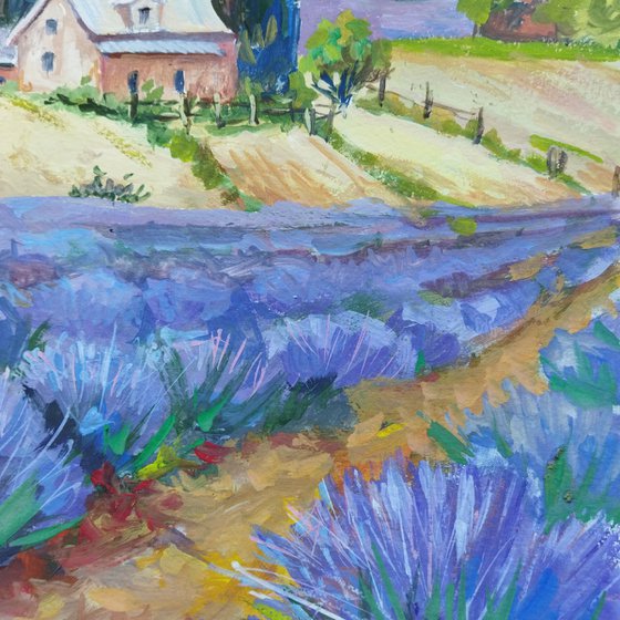 Lavender field