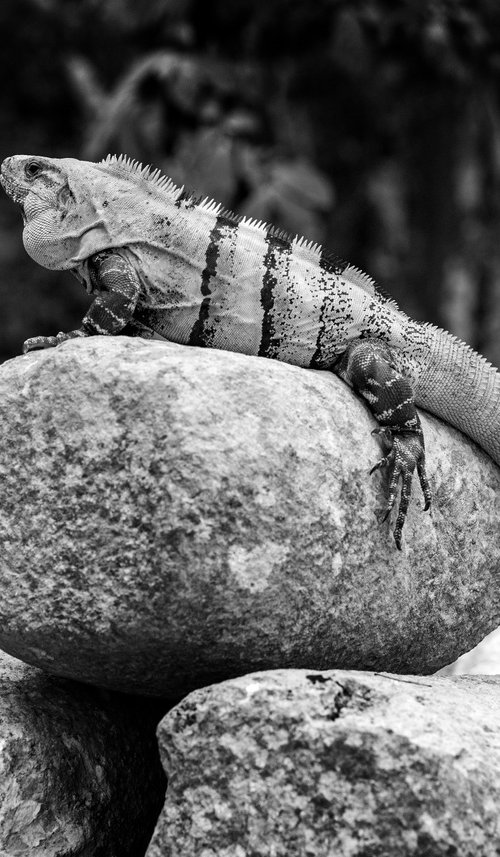 Iguana Chichén Itzá - Mexico by Stephen Hodgetts Photography