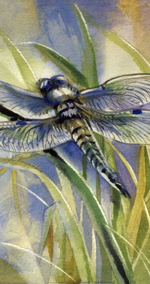 blue dragonfly by Alfred  Ng