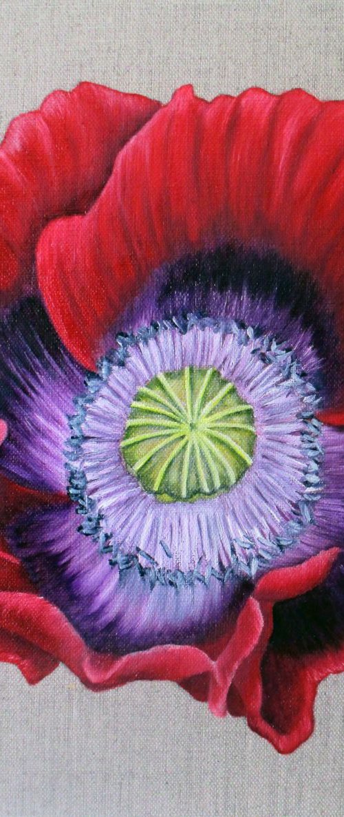 Poppy by Angela Stanbridge