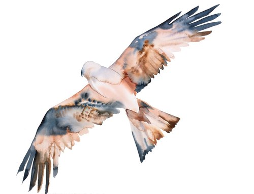 Flying Hawk by Elizabeth Becker