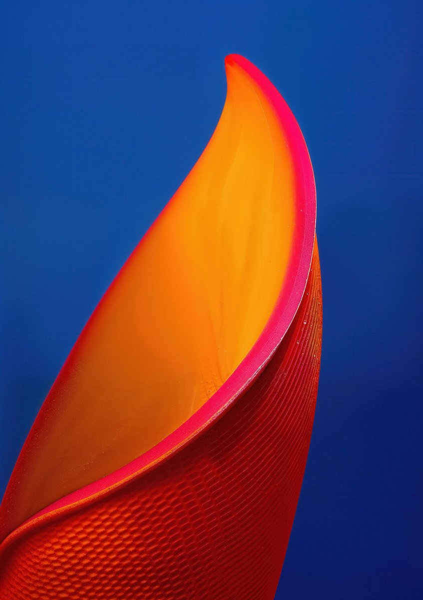 Expressive Botanical Photograph By Richard Gibson, 13 X 16", Floral Expressionism Ii, Original Artwork