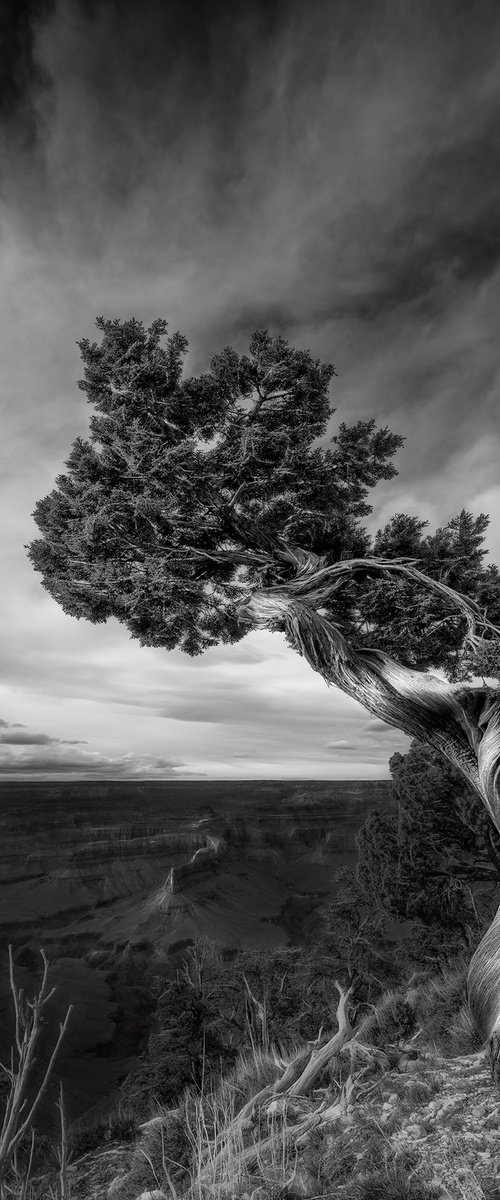 South Rim Grand Canyon by Nick Psomiadis